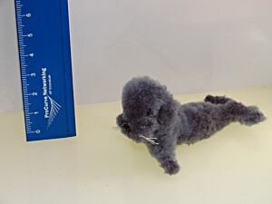 Seehund - Robbe